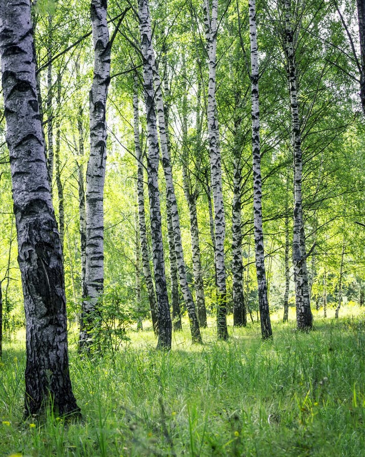 A scene of beautiful sunset in a birch forest on a sunny early summer or spring evening. Vertical Landscape stock images A scene of beautiful sunset in a birch forest on a sunny early summer or spring evening. Vertical Landscape stock images