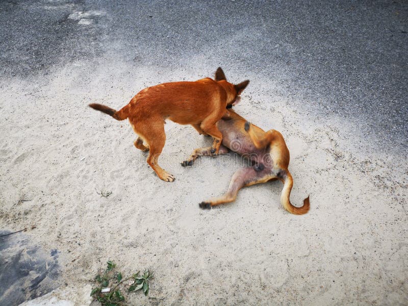 Scene of the Stray Dogs Fighting by the Street. Stock Photo - Image of ...