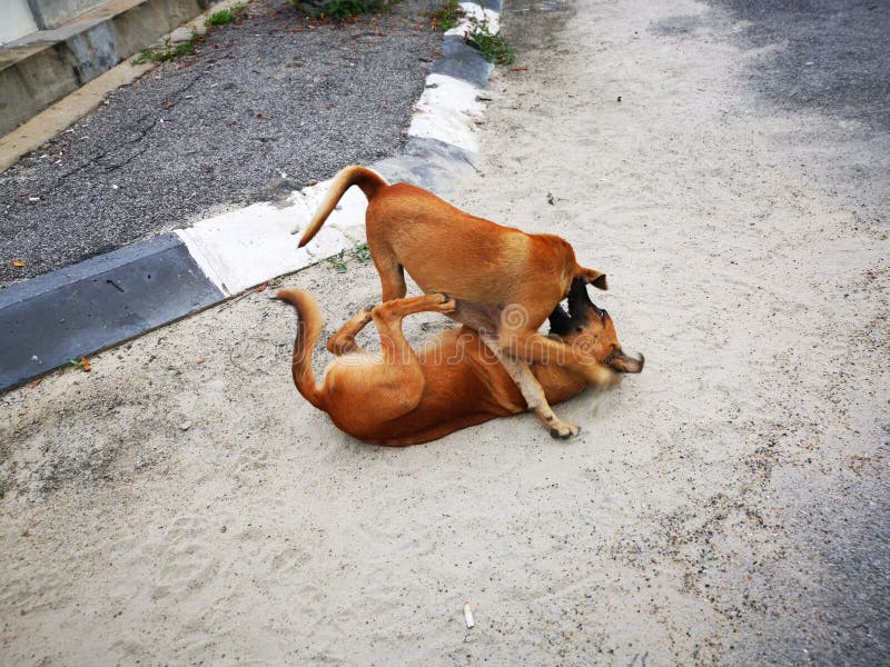 Scene of the Stray Dogs Fighting by the Street. Stock Image - Image of ...