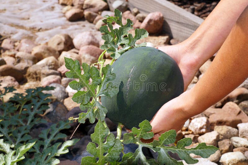 A tiny watermelon in a woman`s hand. Scene from the garden royalty free stock photos A tiny watermelon in a woman`s hand. Scene from the garden royalty free stock photos