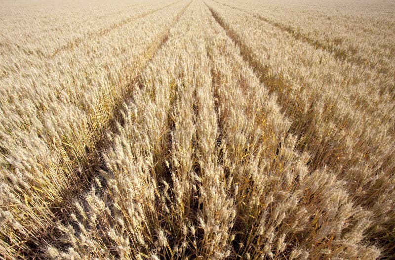 The Scene of a Good Harvest Stock Image Image of bumper, rich 14913737