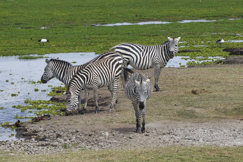 Four plains zebras, Equus quagga, at a waterhole in Amboseli National Park in Kenya. royalty free stock images Four plains zebras, Equus quagga, at a waterhole in Amboseli National Park in Kenya. royalty free stock images