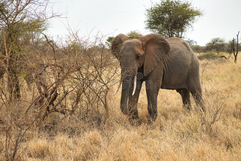 African elephant, Loxodonta africana, in front of a scrub in Meru National Park in Kenya. royalty free stock photography African elephant, Loxodonta africana, in front of a scrub in Meru National Park in Kenya. royalty free stock photography