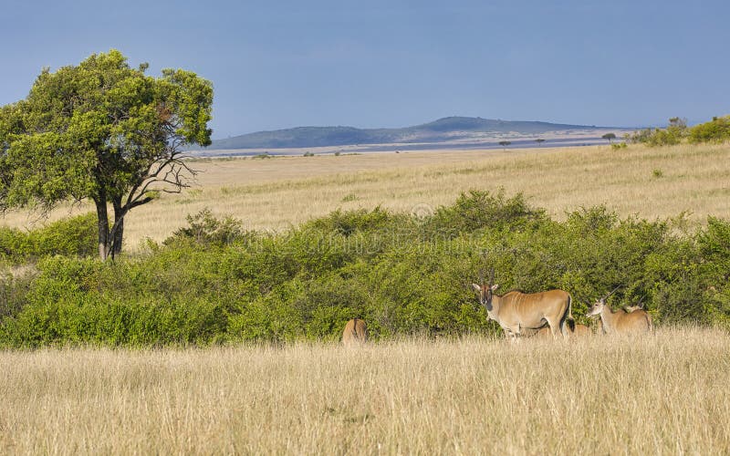 Eland antelopes, Taurotragus oryx, in the landscape of the Maasai Mara National Reserve in Kenya. royalty free stock images Eland antelopes, Taurotragus oryx, in the landscape of the Maasai Mara National Reserve in Kenya. royalty free stock images