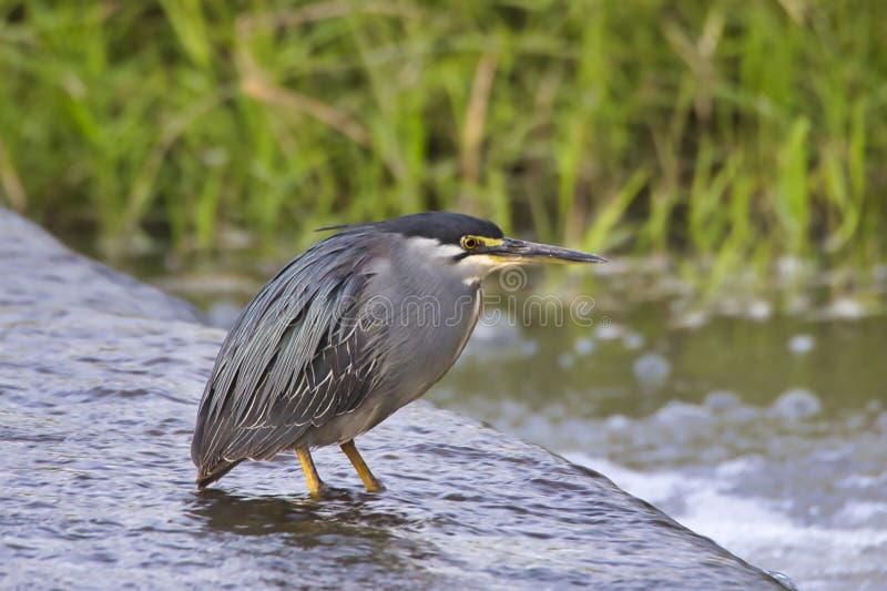 Striated heron, Butorides striata, at a small waterfall in Meru National Park in Kenya. royalty free stock photography Striated heron, Butorides striata, at a small waterfall in Meru National Park in Kenya. royalty free stock photography