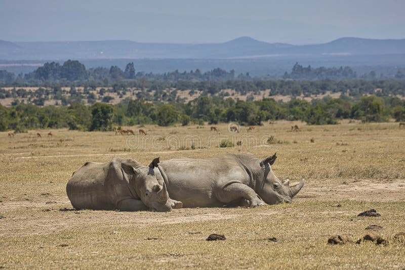 Two southern white rhinos, Ceratotherium simum simum, lying on the ground in Ol Pejeta Conservancy in Kenya. stock photography Two southern white rhinos, Ceratotherium simum simum, lying on the ground in Ol Pejeta Conservancy in Kenya. stock photography