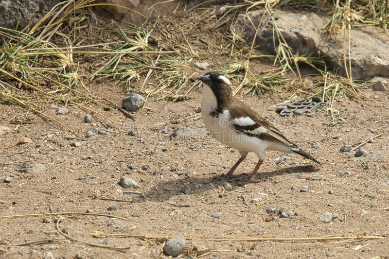 White-browed sparrow-weaver, Plocepasser mahali, in the Samburu National Reserve in Kenya. stock photography White-browed sparrow-weaver, Plocepasser mahali, in the Samburu National Reserve in Kenya. stock photography