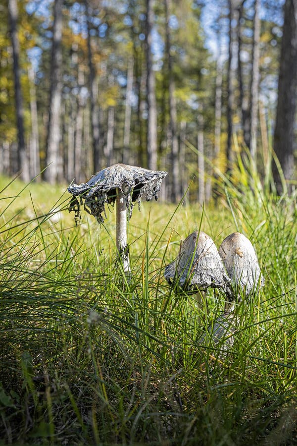 Scene of mushrooms, Bojnice, Slovakia