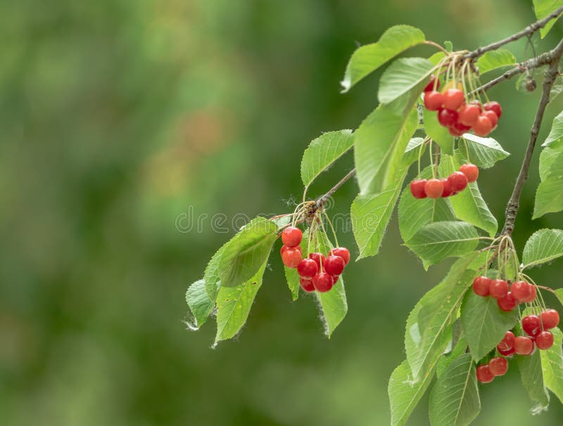 Natural Cherry Fruits on the Tree with Empty Space Stock Photo Image of isolated, delicious