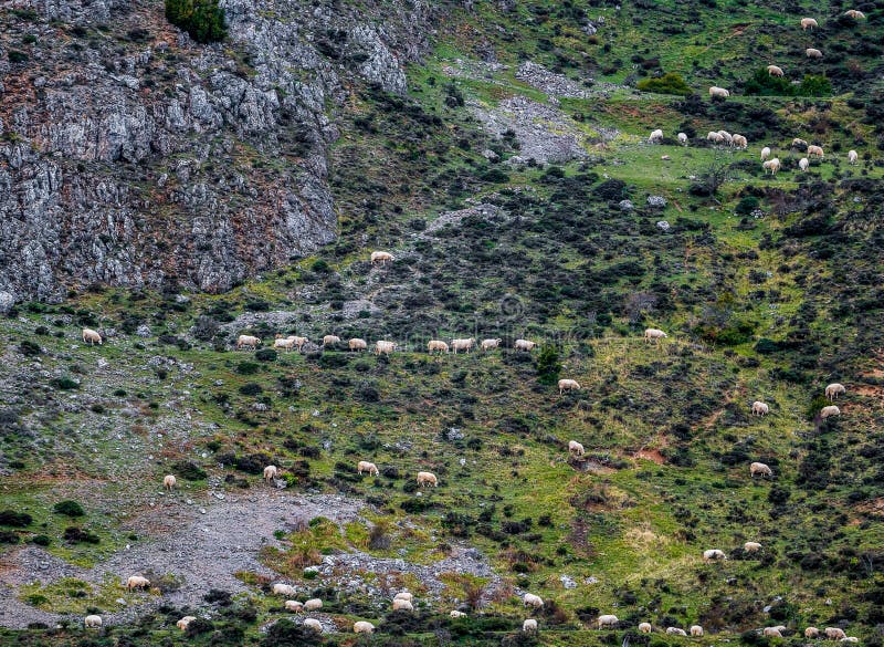 Sheep eating grass on the mountain in spring. Goat black white cartoon stock images, royalty-free photos and pictures