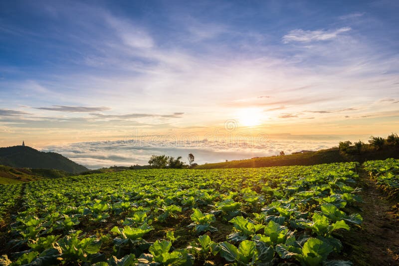 The Scene of Thailand about Big Cabbage farm on the mountain, Phu Tubburk, Thailand stock photography The Scene of Thailand about Big Cabbage farm on the mountain, Phu Tubburk, Thailand stock photography
