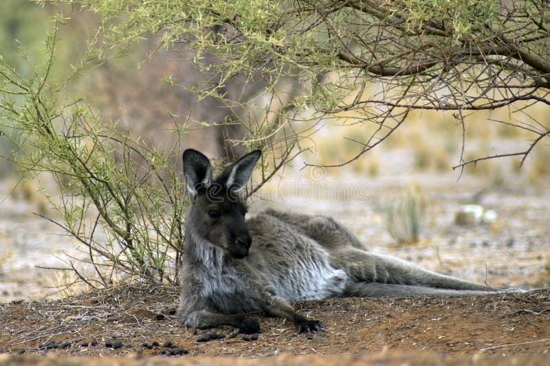 Sceneria wzdłuż Moralana Scenicznej przejażdżki, Flinders pasma, SA, Australia obraz stock Sceneria wzdłuż Moralana Scenicznej przejażdżki, Flinders pasma, SA, Australia obraz stock