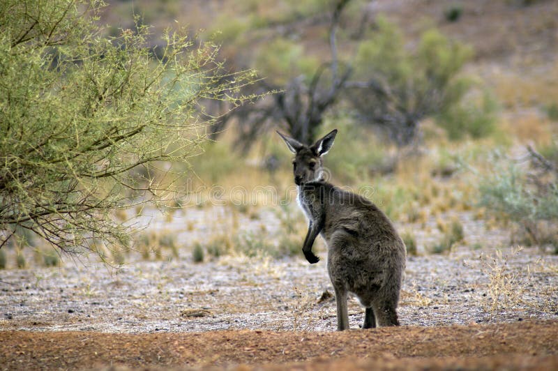 Sceneria wzdłuż Moralana Scenicznej przejażdżki, Flinders pasma, SA, Australia obrazy stock Sceneria wzdłuż Moralana Scenicznej przejażdżki, Flinders pasma, SA, Australia obrazy stock