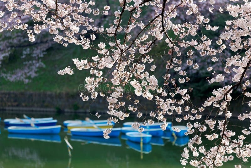 Scenery of flourishing cherry blossom trees blooming on a beautiful spring morning and rowboats parking on emerald water of the canal under beautiful Sakura trees in Chidorigafuchi Park, Tokyo, Japan. Scenery of flourishing cherry blossom trees blooming on a beautiful spring morning and rowboats parking on emerald water of the canal under beautiful Sakura trees in Chidorigafuchi Park, Tokyo, Japan