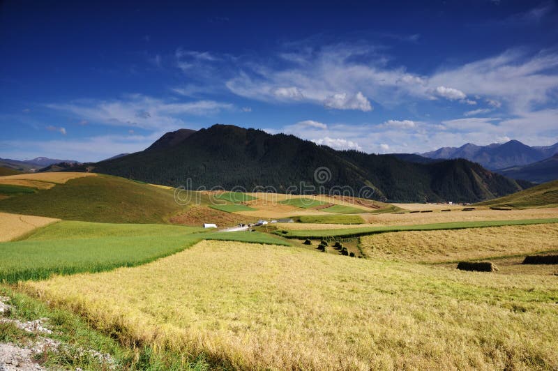 Scenery of grain field and mountain