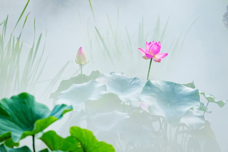 Lotus flower in fog stock image. Image of garden, flowers 154790431