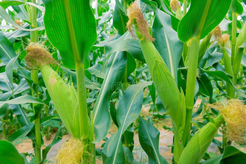 Maize cobs stock image. Image of fruitage, corn, nature 160611715