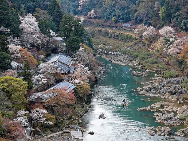 Scenery of a sightseeing rowboat drifting downstream on Katsura River with beautiful Sakura cherry blossoms