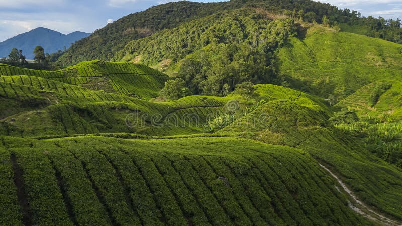 Scenery of the tea plantation on the hillside