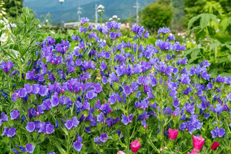 Scenery Where Various Kinds of Wildflowers are in Full Bloom. Stock