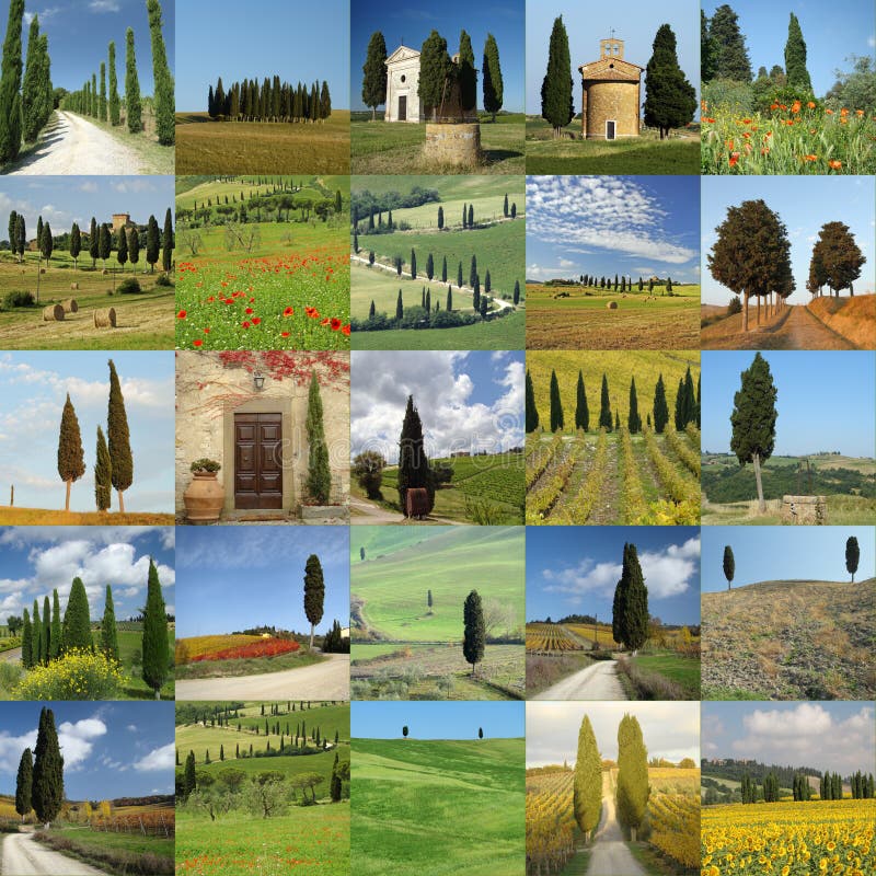 Scenes with cypresses