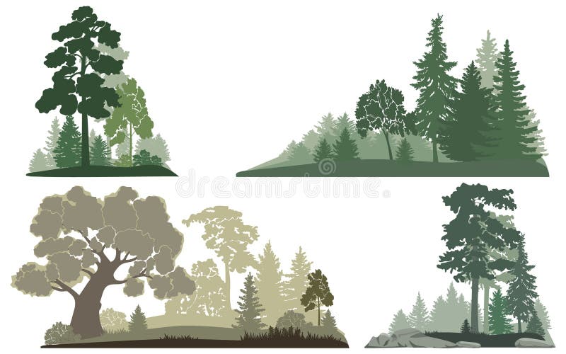 Scenes of forest nature with pine and mixed forest landscapes.
