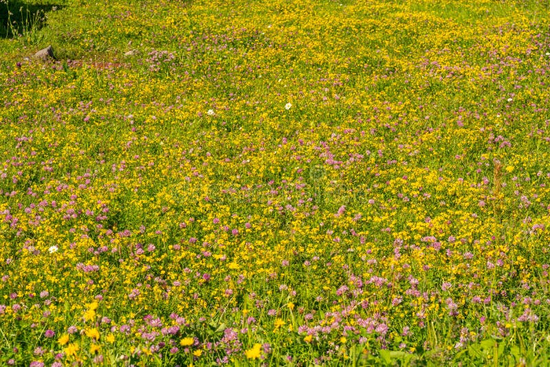 Scenic Alps with small and colorful wildflower field stock photography Scenic Alps with small and colorful wildflower field stock photography