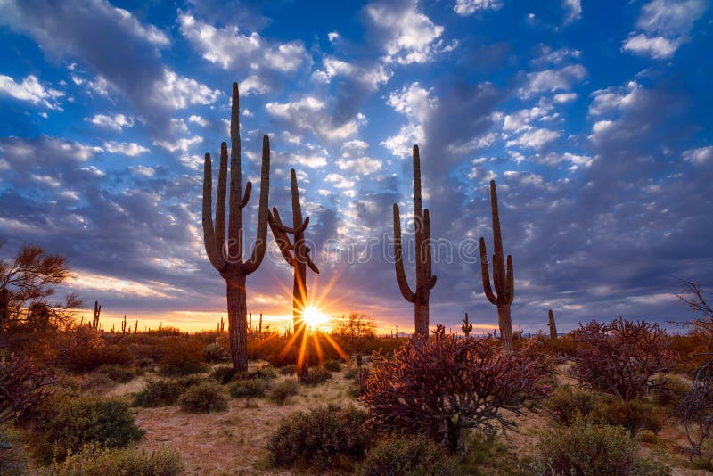 Arizona desert landscape with Saguaro cactus at sunset