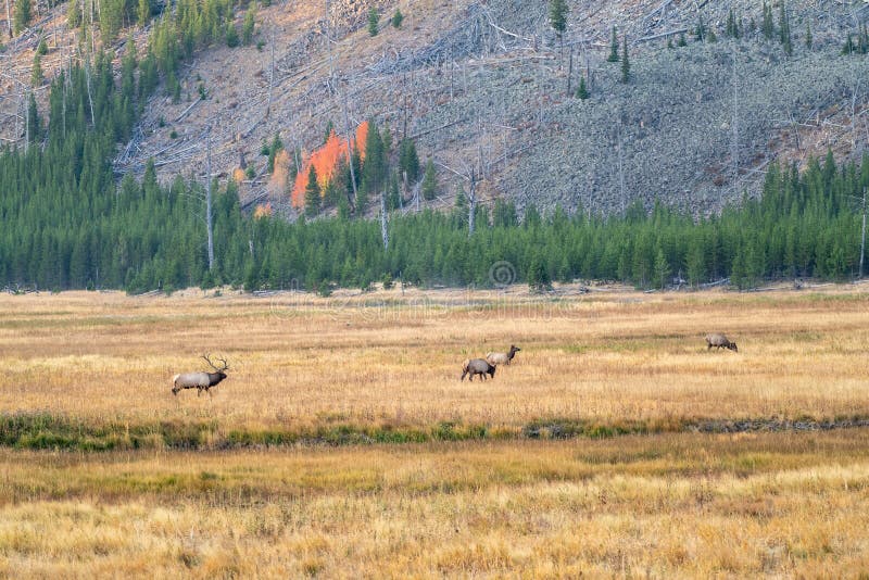 Scenic autumn view of a meadow in Yellowstone National Park as a herd of elk wander.