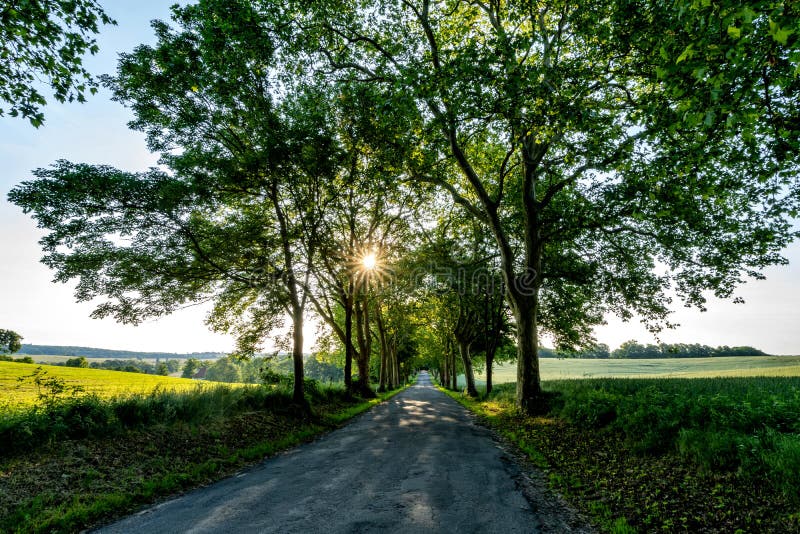 Avenue in Mecklenburg-Vorpommern