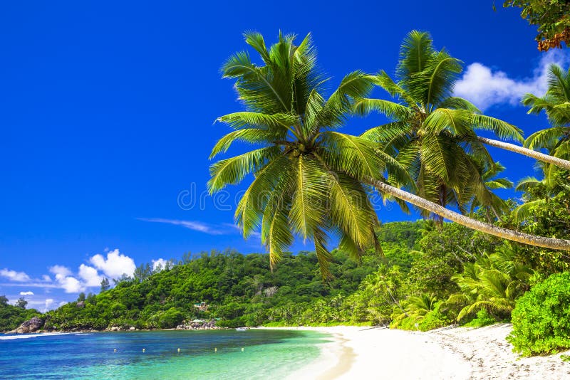 scenic beach with coconut palms