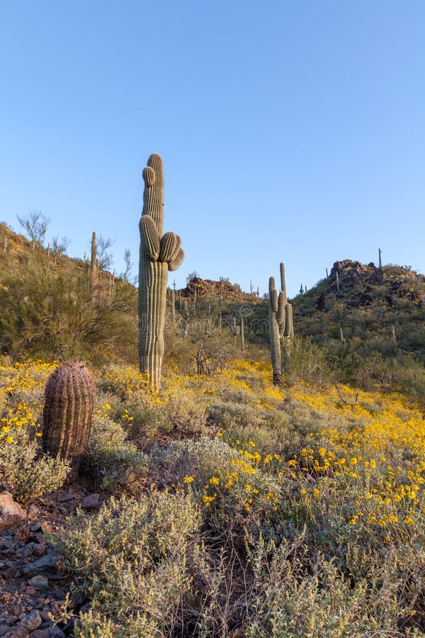 Arizona Desert Landscape in Spring Stock Image - Image of beauty ...