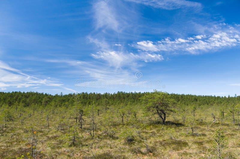 Scenic cloudscape over Viru bog area royalty free stock photo
