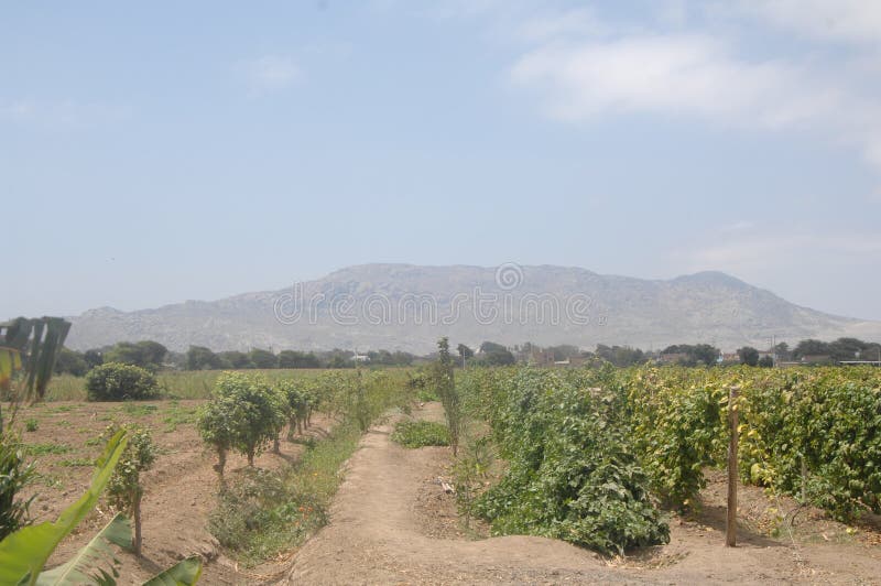 Scenic Landscape Of Agricultural Crops In Reque Peru With Mountains In the Background royalty free stock photo Scenic Landscape Of Agricultural Crops In Reque Peru With Mountains In the Background royalty free stock photo