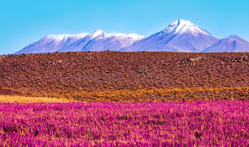 Scenic landscape with flowering plants in the foreground and the snow-capped volcano stock photography Scenic landscape with flowering plants in the foreground and the snow-capped volcano stock photography