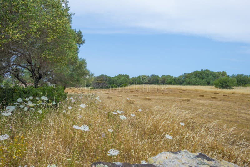 Scenic landscape of green hills and rocky mountains of the island of Sardinia royalty free stock photos Scenic landscape of green hills and rocky mountains of the island of Sardinia royalty free stock photos