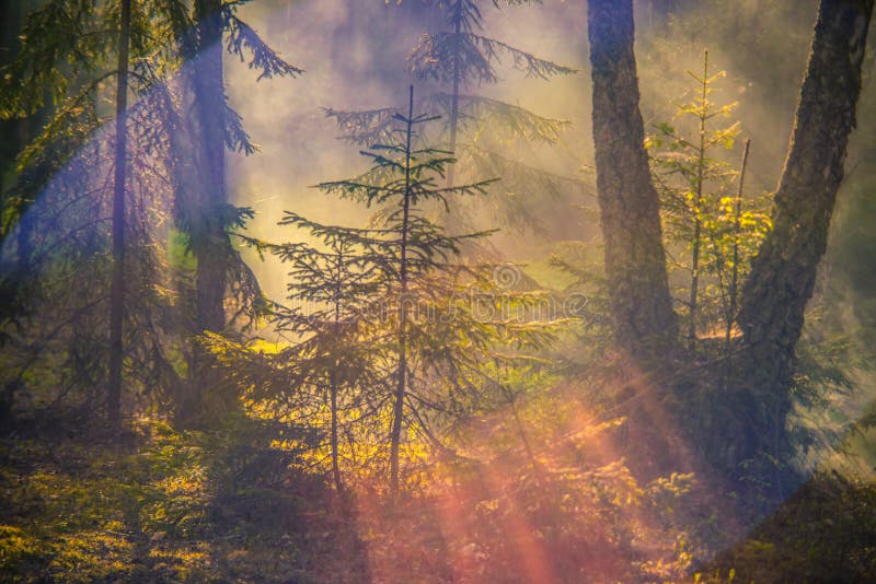 Misty dawn in forest royalty free stock photography