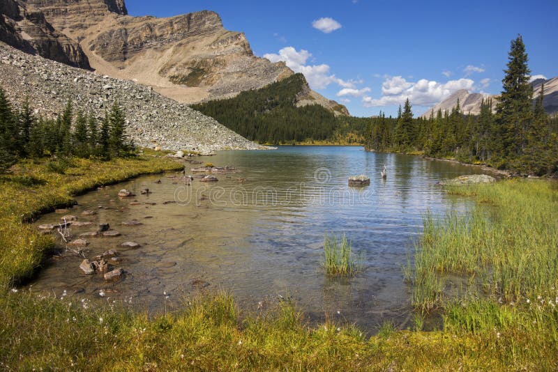 Moose Lake Alpine Landscape Summer Scenery Banff National Park Canadian Rocky Mountains royalty free stock images Moose Lake Alpine Landscape Summer Scenery Banff National Park Canadian Rocky Mountains royalty free stock images
