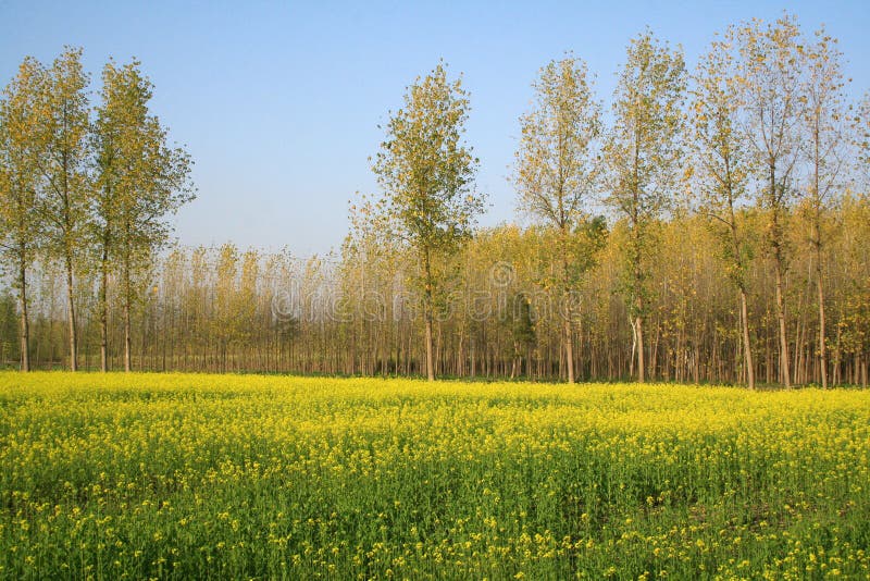 Scenic mustard fields in Uttaranchal India