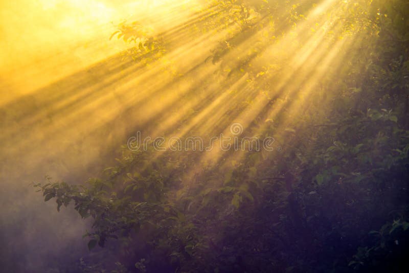 Scenic nature closeup of trees at sunrise with mist