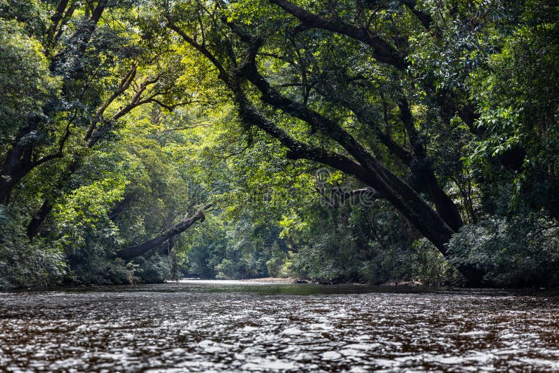 Scenic nature view of Tahan River with lush rainforest foliage at Taman Negara National Park, Pahang