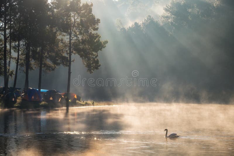 Scenic Pine Forest Sunlight Shine On Fog Reservoir In Morning At Stock