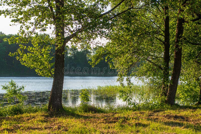 Scenic River View Landscape Of Forest Rocky Stream With Trees On The