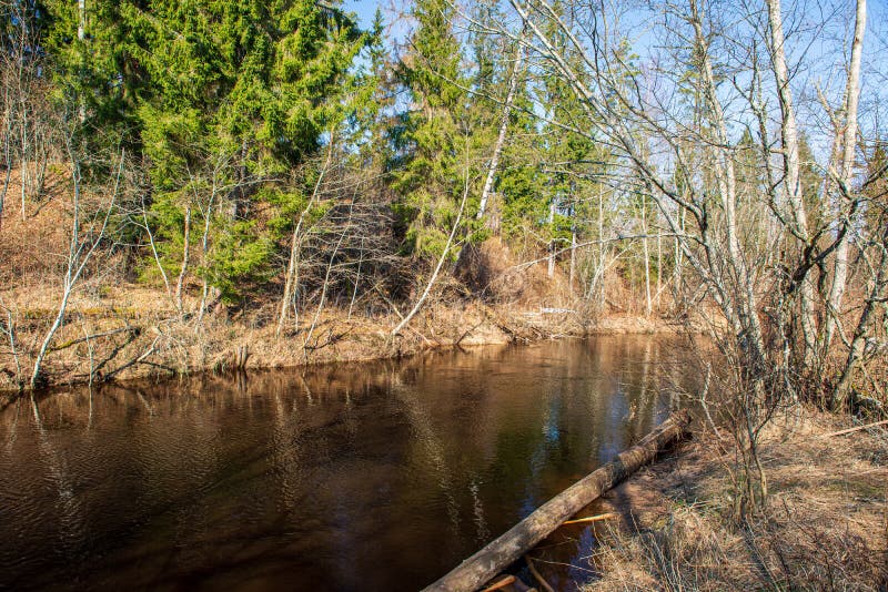 Scenic River View Landscape Of Forest Rocky Stream With Trees On The