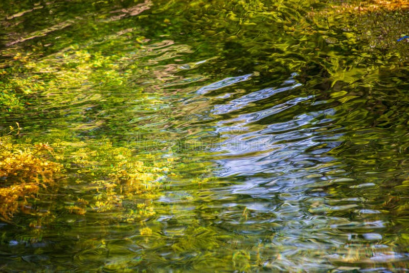 Scenic River View Landscape Of Forest Rocky Stream With Trees On The