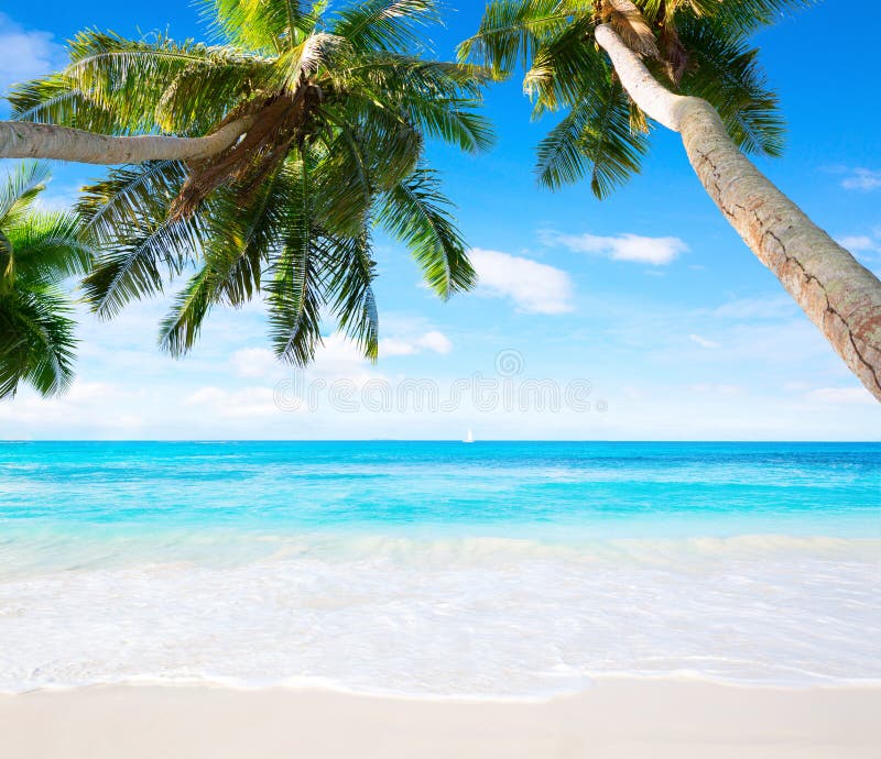 Scenic seascape with coconut palm trees and oceans turquoise water. Idyllic tropical beach scene.