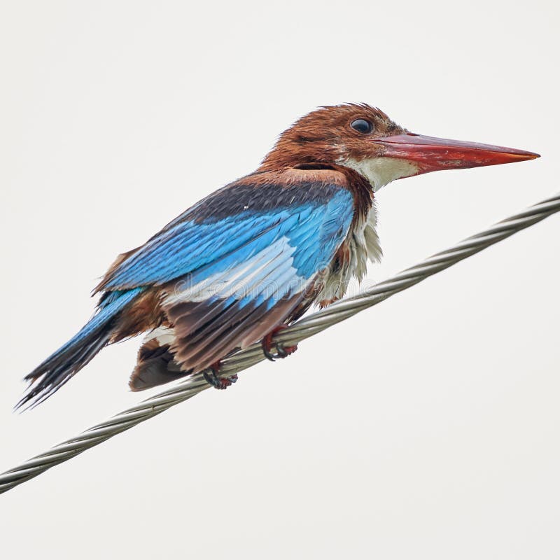 Scenic Shot of a Colorful Halcyon Bird Perched on a Wire Isolated on ...