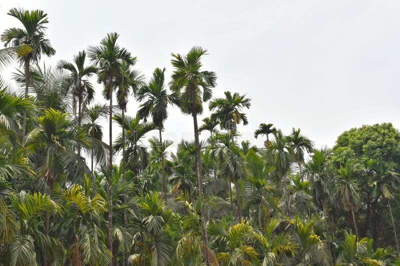 A scenic view of a Areca tree plantation stock photos