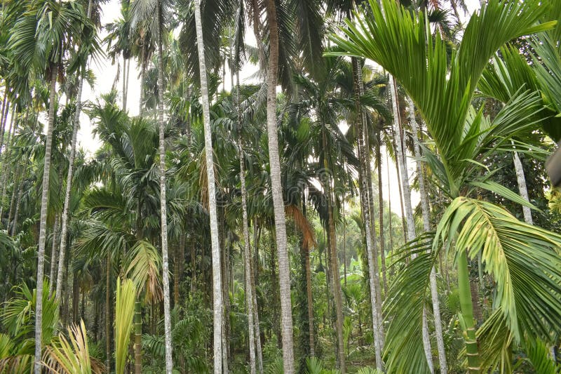 A scenic view of a Areca tree plantation stock image