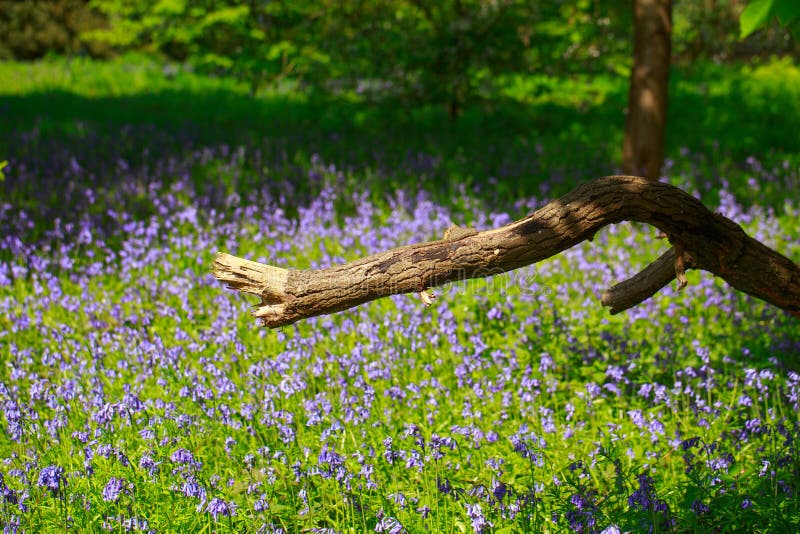 Scenic view of a bluebell covered meadow with a large broken tree branch in the foreground royalty free stock images Scenic view of a bluebell covered meadow with a large broken tree branch in the foreground royalty free stock images